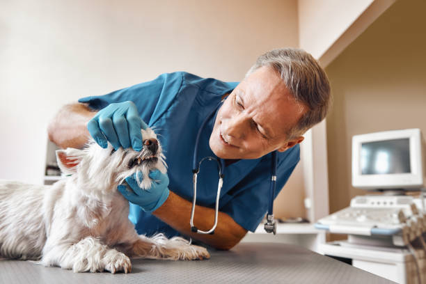 Best Emergency Dentist for Special Needs Patients in Madison, NC
